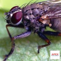 Apex Pest Control Leeds image 3